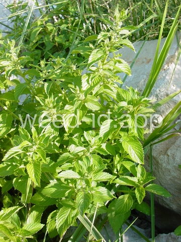 mint, field